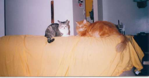 Mon chat et celui de mon frère, sur le dossier de mon divan recouvert d'un drap jaune