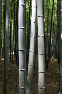 Arbre de Bambou à Kyoto, Japon.